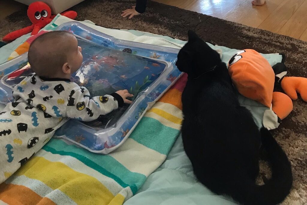 Life as a pregnant mum with a toddler and family cats