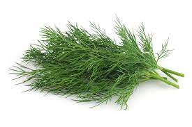 Fresh Dill