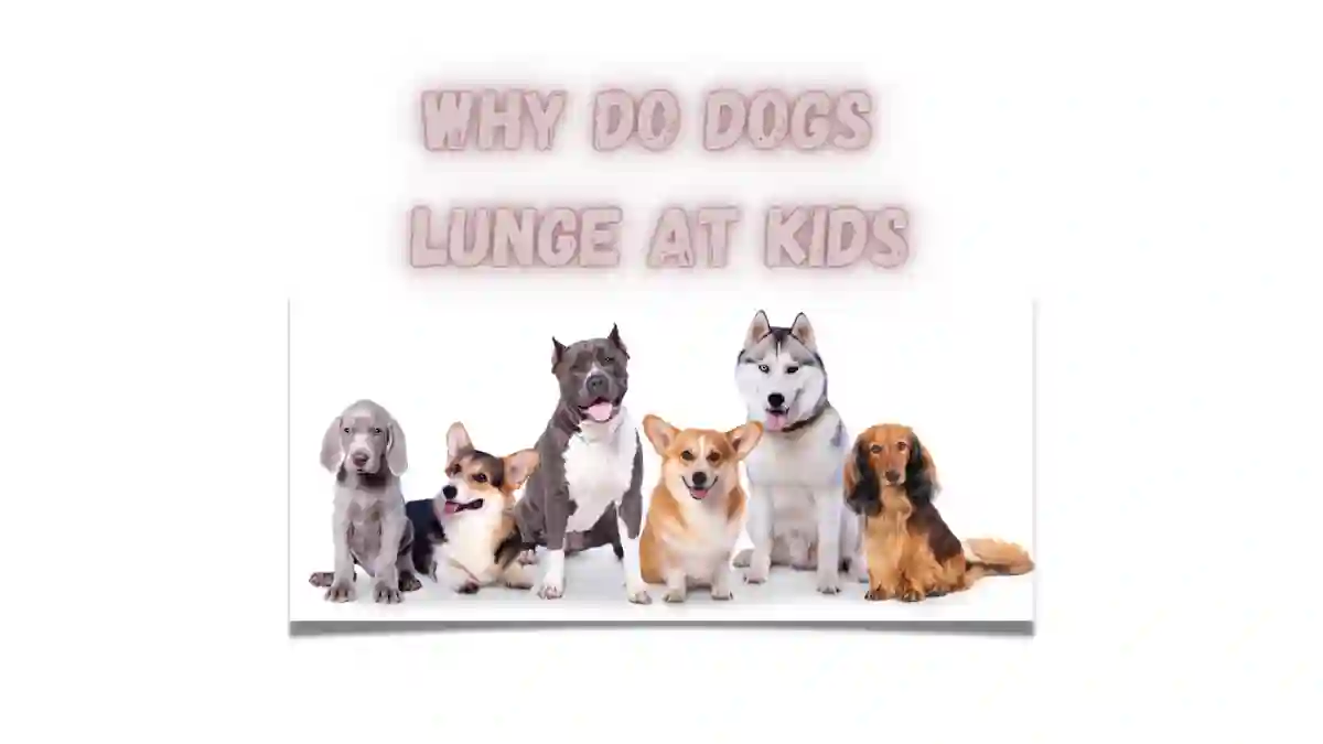 Why Do Dogs Lunge At Kids Unbiased Living