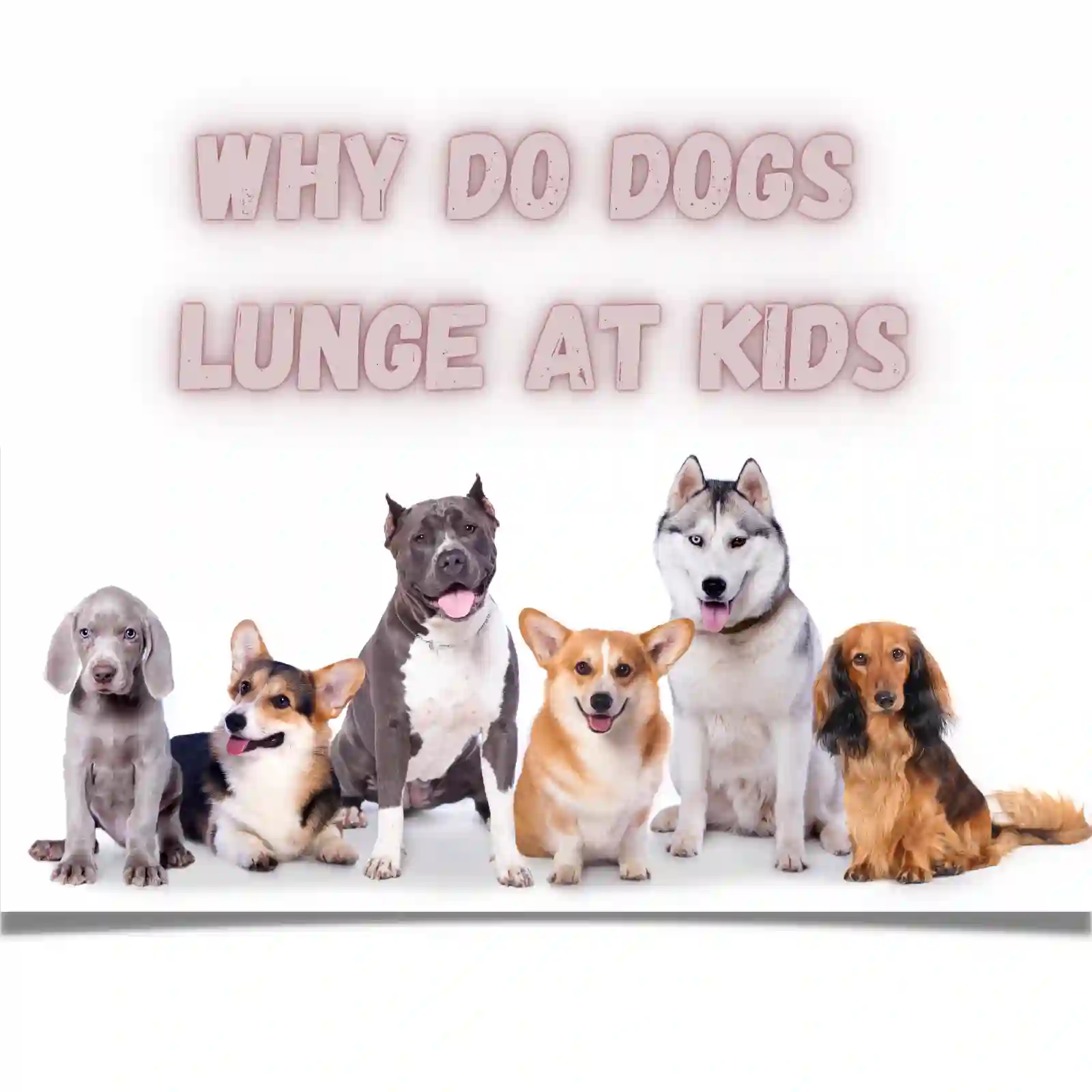 Why Do Dogs Lunge At Kids