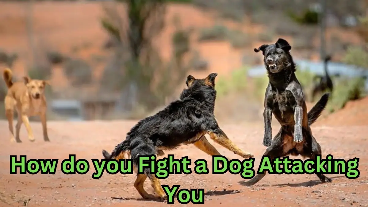 How do you Fight a Dog Attacking You Unbiased Living