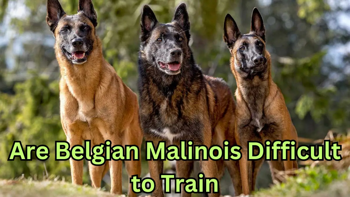 Are Belgian Malinois Difficult to Train - Unbiased Living