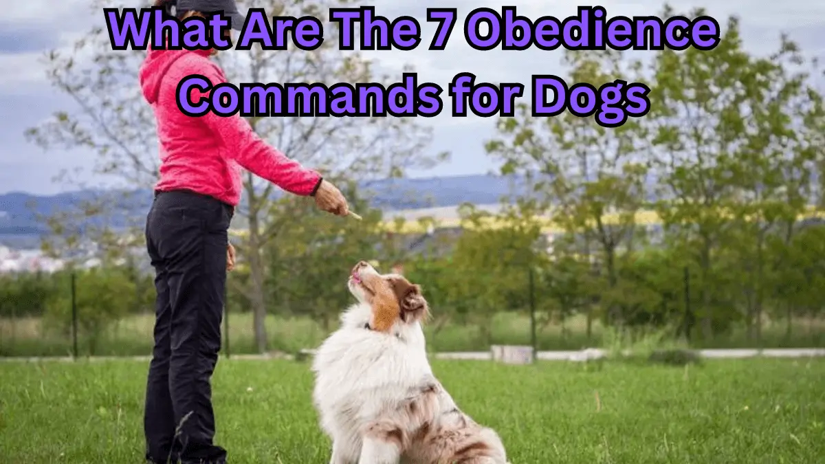 what-are-the-7-obedience-commands-for-dogs-unbiased-living