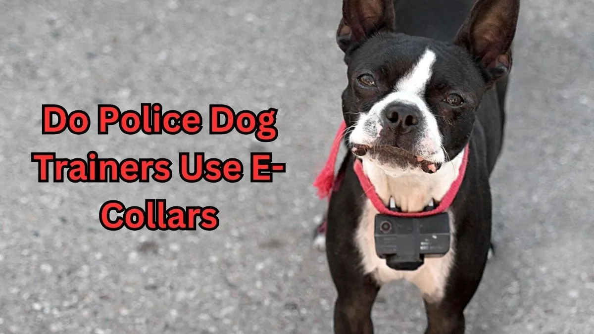 Do Police Dog Trainers Use ECollars Unbiased Living