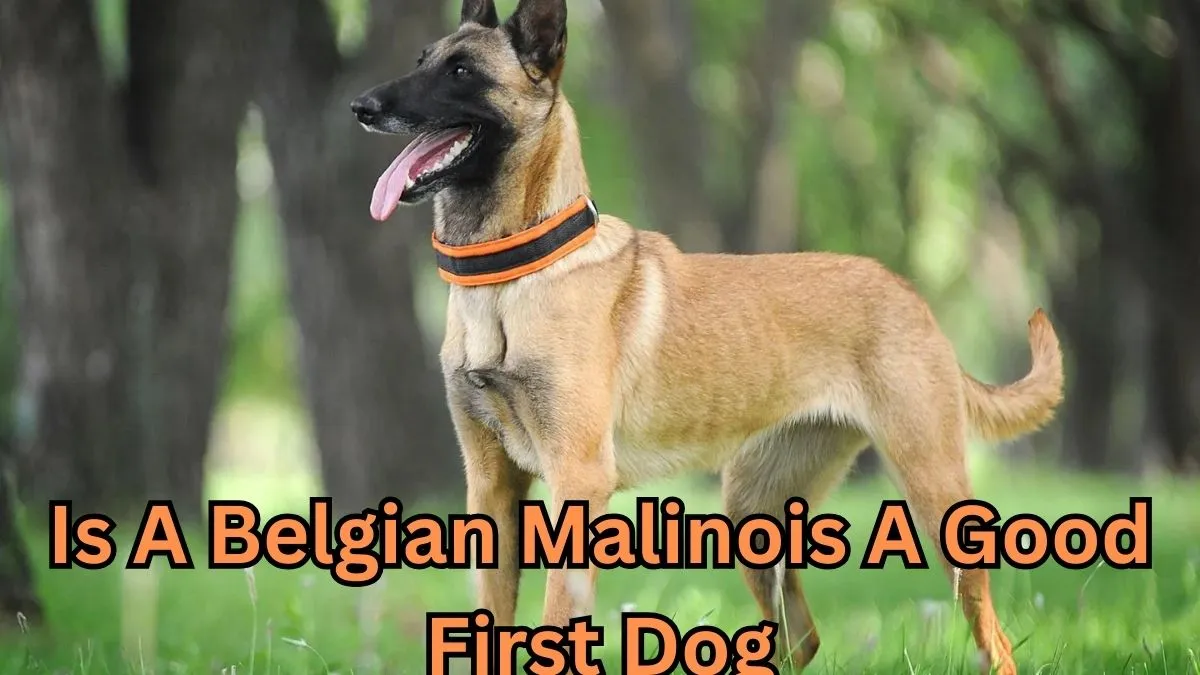 Is A Belgian Malinois A Good First Dog - Unbiased Living