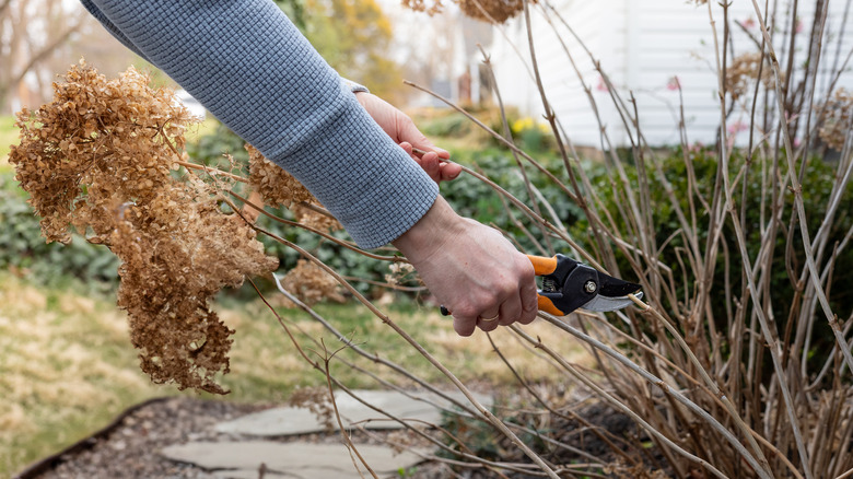 person pruning shrubs in winter - Pruning These Shrubs In Winter Will Ruin Spring Blooms