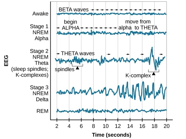 Brain waves sleep cycle chart - Stages of Sleep – Introduction to Psychology