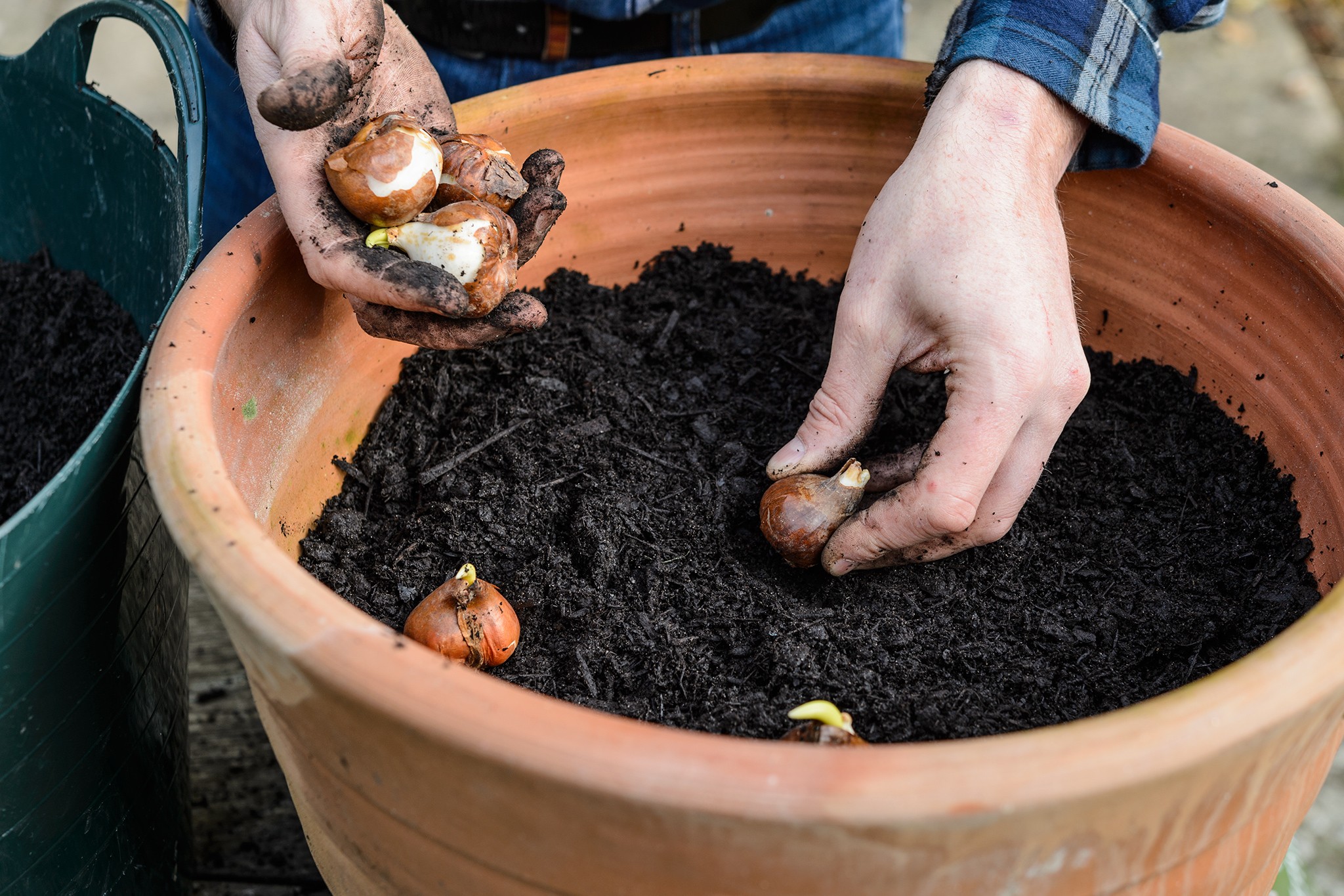 planting tulip bulbs in autumn garden - How to Plant and Grow Tulips | BBC Gardeners World Magazine