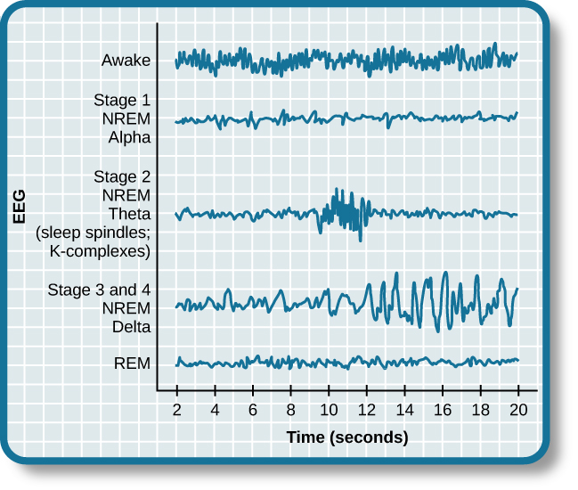 Brain waves sleep cycle chart - Stages of Sleep | Introductory Psychology