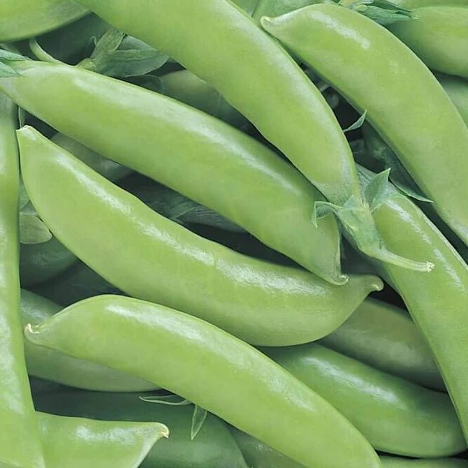 hands harvesting fresh snap peas - Super Sugar Snap Pea – HOSS