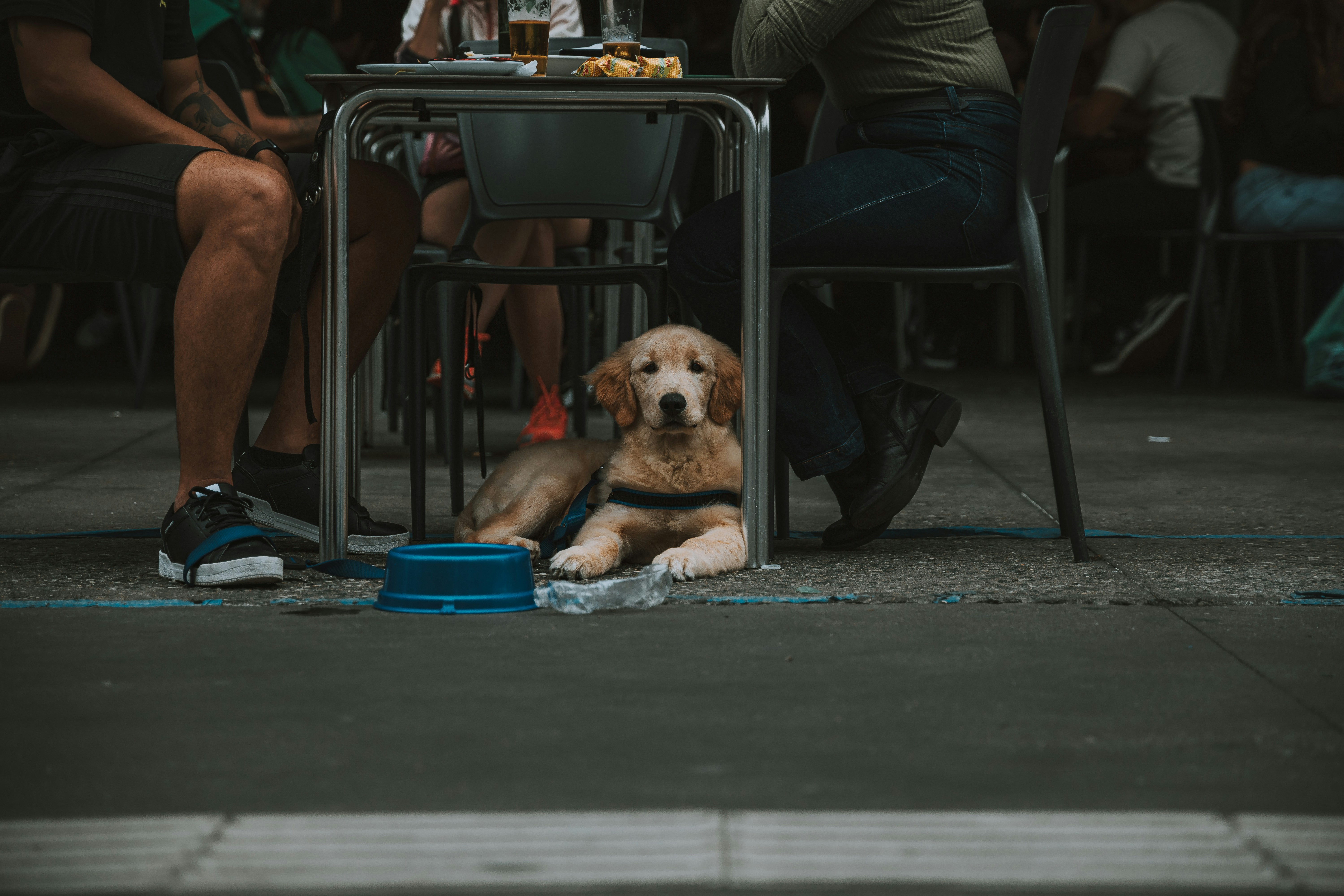Dog begging for holiday dinner - a dog sitting under a table next to a person