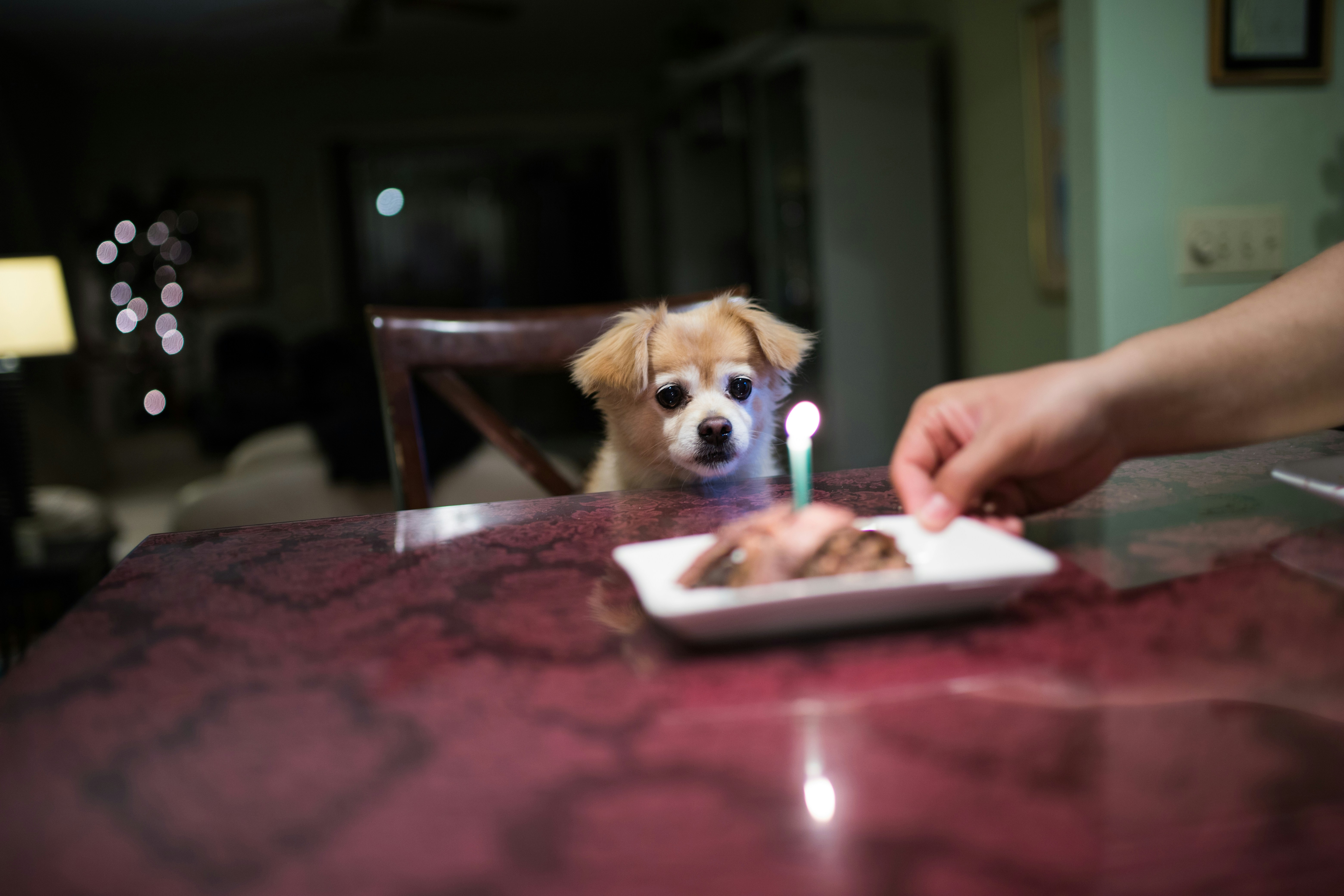 Dog begging for holiday dinner - Winner winner, happy birthday steak dinner