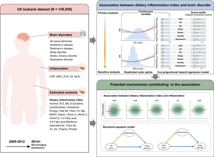 Keywords:
Brain inflammation diet - Dietary inflammatory index and brain disorders: a Large ...