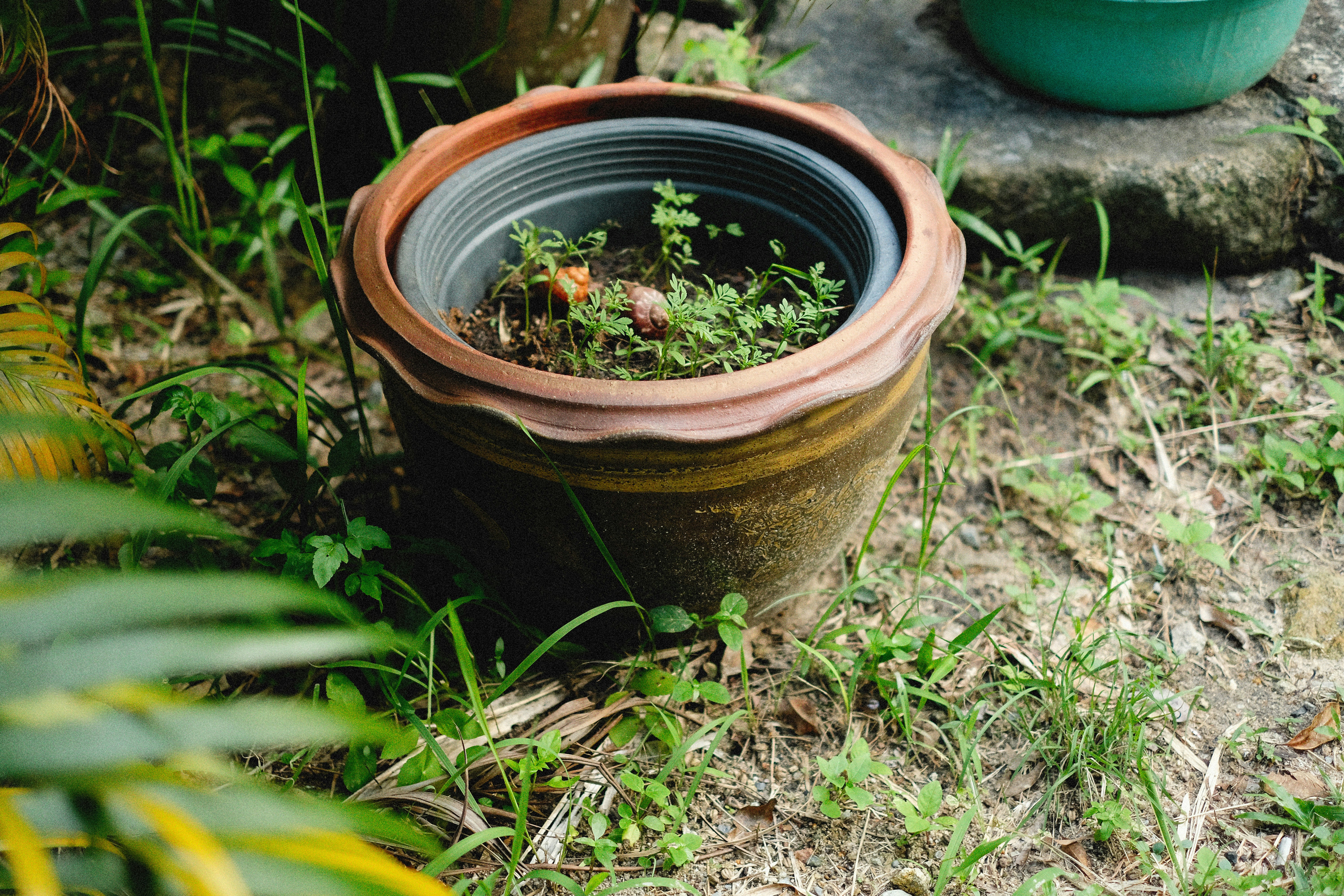 Keywords:
plant pot made from coconut coir - a plant in a pot