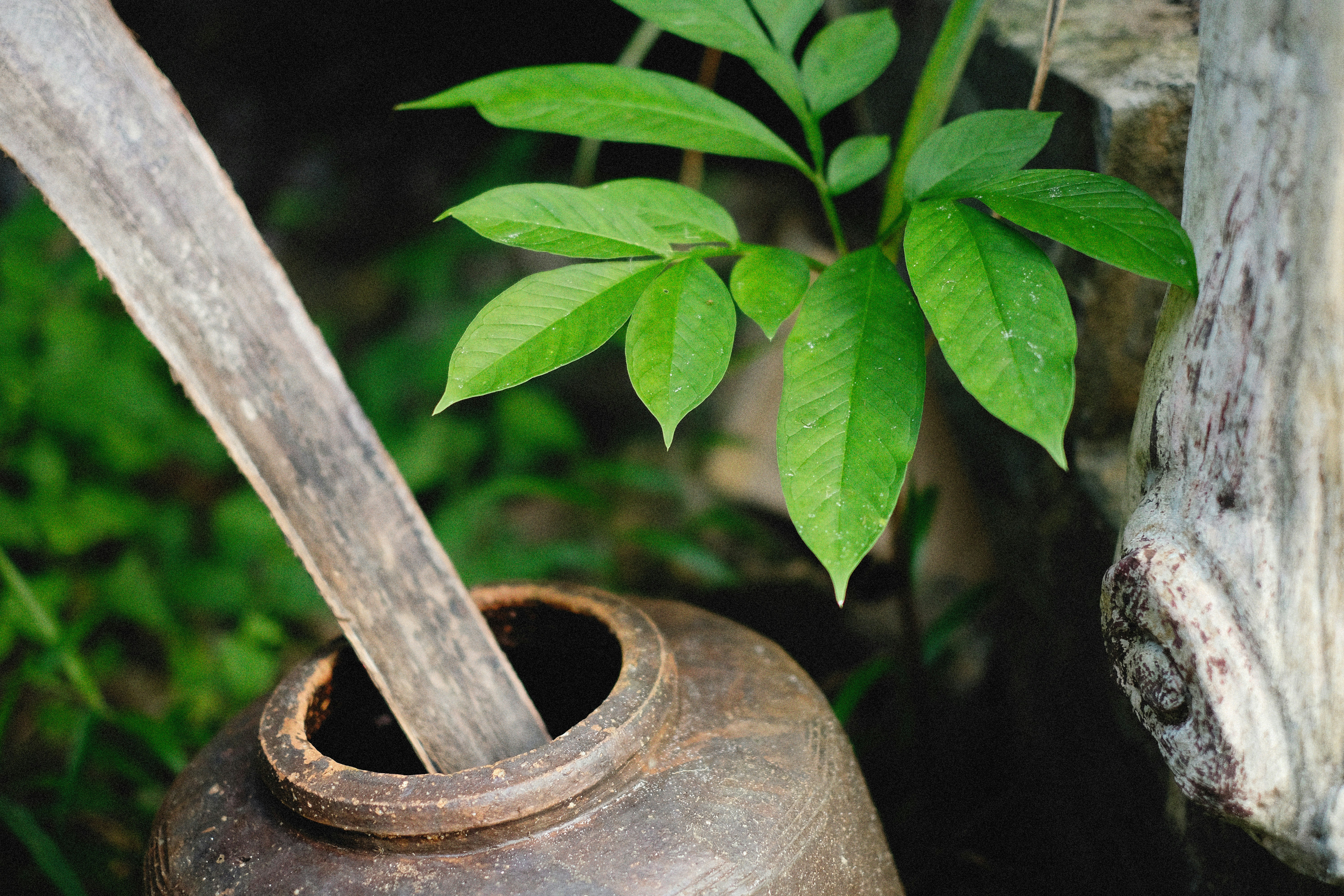 Keywords:
plant pot made from coconut coir - a plant growing out of a pipe