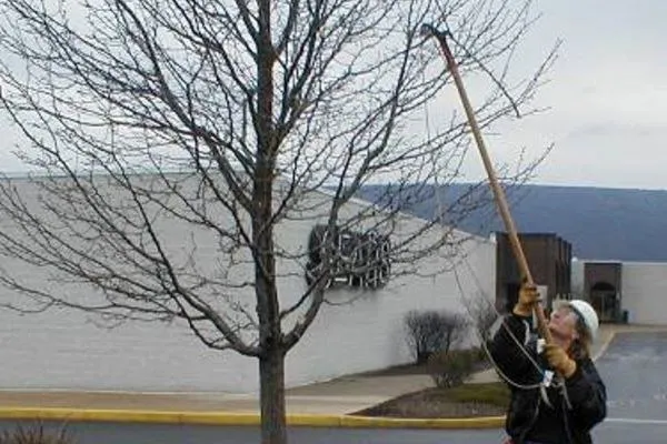 person pruning shrubs in winter - Winter Is Tree Pruning Season