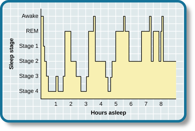 Brain waves sleep cycle chart - Stages of Sleep | Introductory Psychology