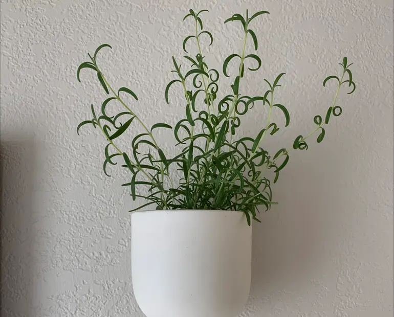 withered rosemary plant - Why Are My Rosemary Leaves Droopy? 💧