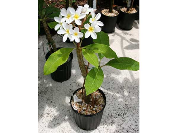 Blooming plumeria in pot - Plumeria Alba – NBATAT