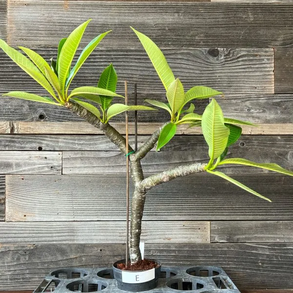 Blooming plumeria in pot - Plumeria Frangipani Nakamoto's Ribbon - Plant Hawaii
