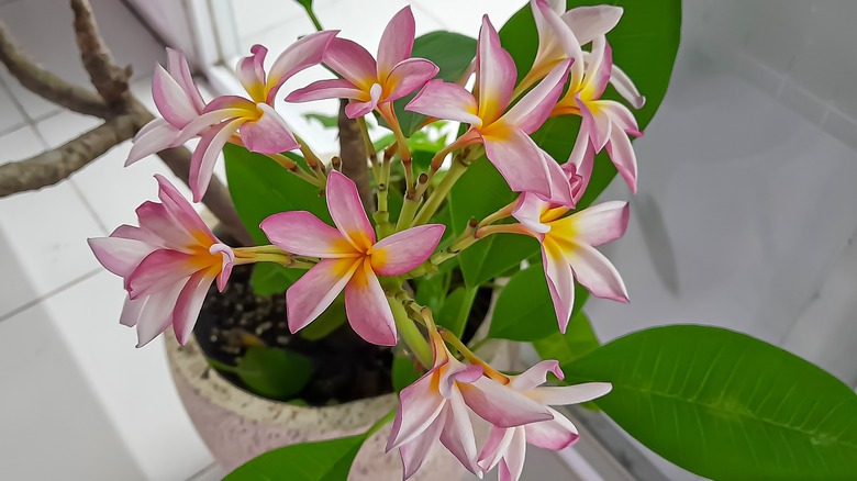 Blooming plumeria in pot - Plant Your Plumeria Tree In A Container And It'll Be Living It's ...