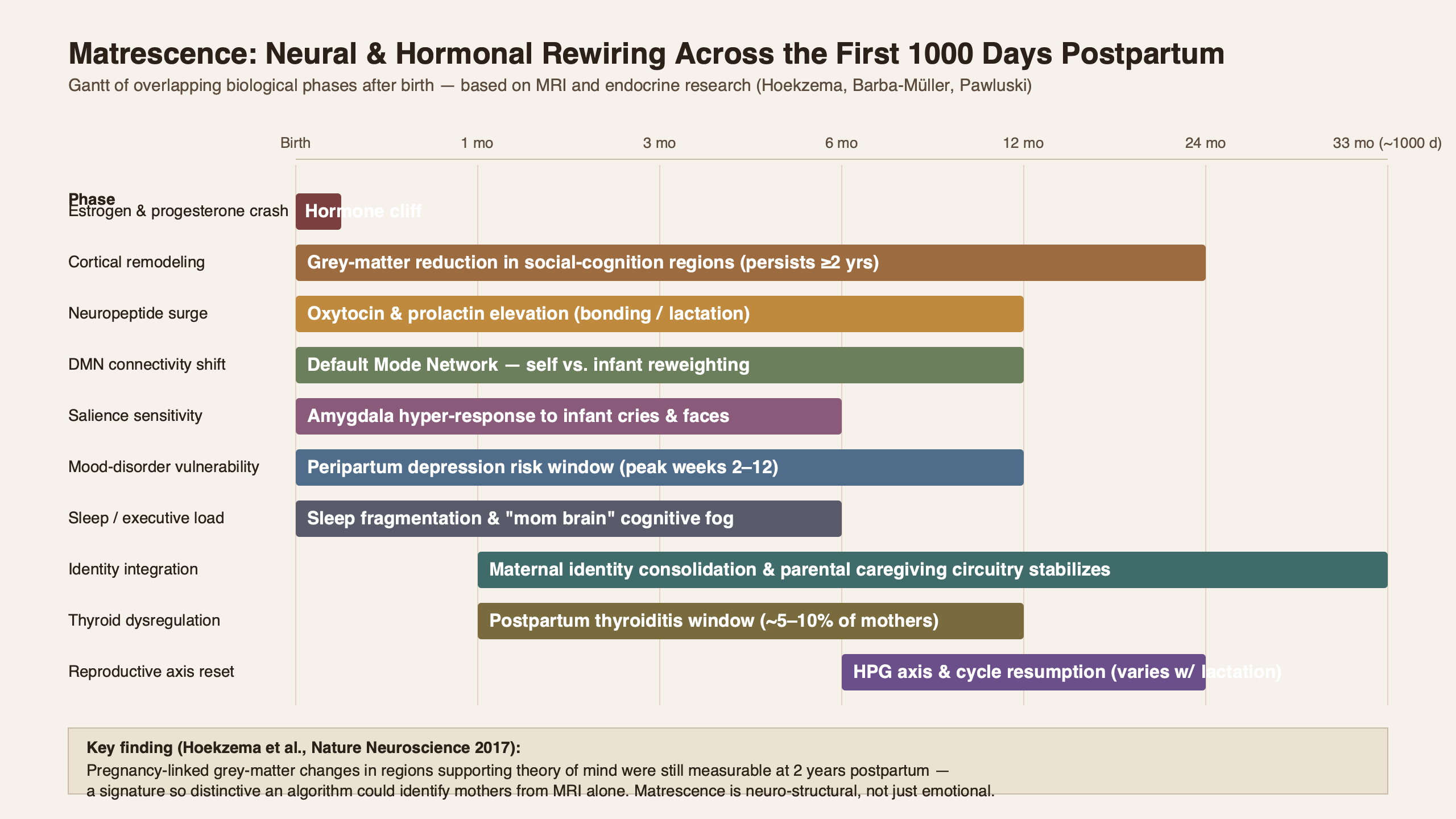 Topic diagram for Inside Matrescence: How the Maternal Brain Rewires in the First 1000 Days Postpartum